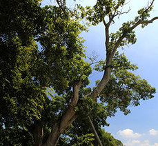 청천리 팽나무개서어나무 숲