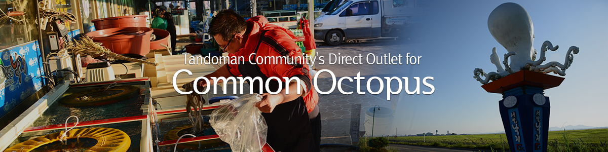Tandoman Community's Direct Outlet for Common Octopus