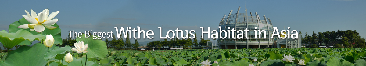 The Biggest Withe Lotus Habitat in Asia